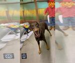 Small Doberman Pinscher