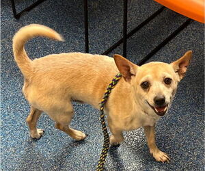 Chihuahua Dogs for adoption in Tarboro, NC, USA