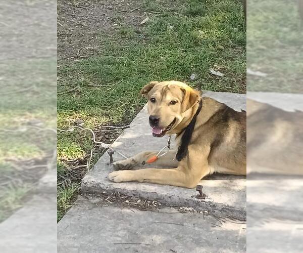 Medium Photo #2 Labrador Retriever-Unknown Mix Puppy For Sale in San Antonio, TX, USA