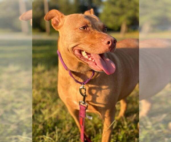 Medium Photo #3 American Staffordshire Terrier-Unknown Mix Puppy For Sale in Wenonah, NJ, USA