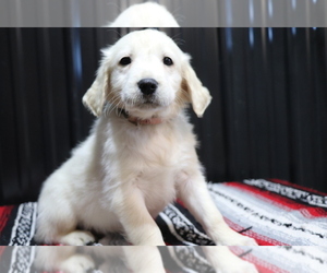 English Cream Golden Retriever Puppy for sale in SHILOH, OH, USA