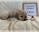 Small Photo #18 Golden Retriever Puppy For Sale in CONWAY, SC, USA