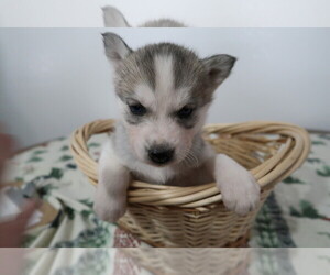 Siberian Husky Puppy for sale in KALAMAZOO, MI, USA