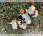 Small Photo #1 German Shorthaired Pointer Puppy For Sale in BRISTOL, TN, USA