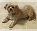 Small Photo #8 Mutt Puppy For Sale in Arlington, VA, USA