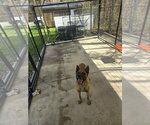 Small #1 Mutt
