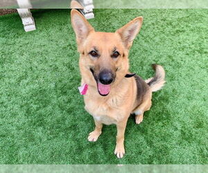 German Shepherd Dog-Unknown Mix Dogs for adoption in Moreno Valley, CA, USA