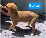 Small #3 German Shepherd Dog Mix