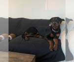 Small #6 Doberman Pinscher