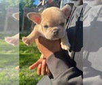 Small #1 French Bulldog
