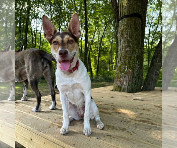 Medium Photo #11 Rat Terrier-Unknown Mix Puppy For Sale in Canton, CT, USA