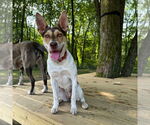 Small #10 Rat Terrier Mix