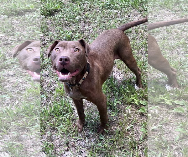 Medium Photo #2 American Pit Bull Terrier-Chocolate Labrador retriever Mix Puppy For Sale in Munford, TN, USA