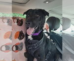 Small #15 Labrador Retriever Mix