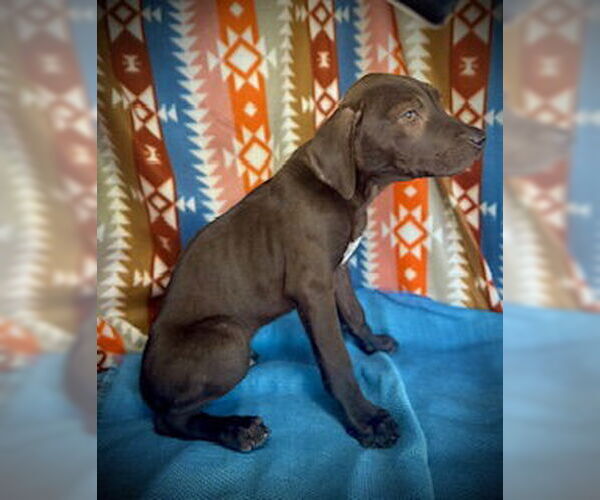 Medium Photo #2 Black Mouth Cur-Catahoula Leopard Dog Mix Puppy For Sale in Pleasanton, TX, USA