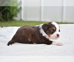 Small #6 Miniature Australian Shepherd