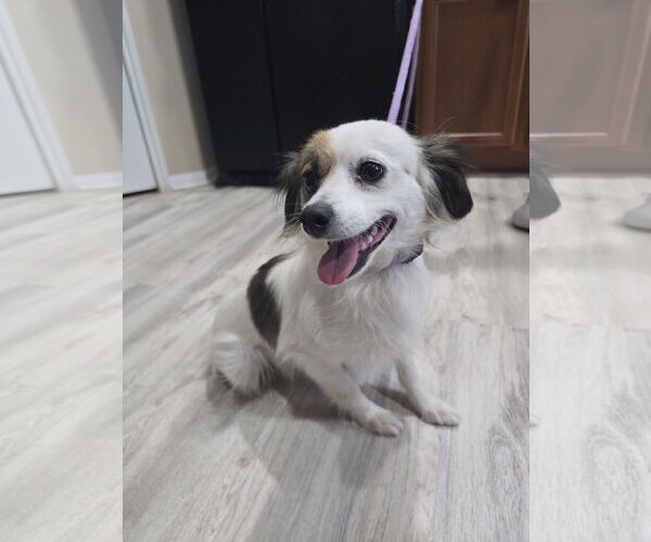 Medium Photo #1 Chihuahua Puppy For Sale in Rosenberg, TX, USA