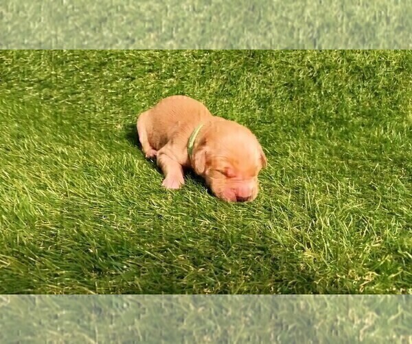 Medium Photo #5 Golden Retriever Puppy For Sale in OMAHA, NE, USA