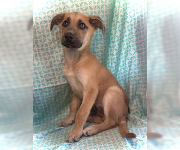 Medium Photo #3 Mutt Puppy For Sale in Pleasanton, TX, USA