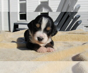 Bernedoodle Puppy for sale in BIG ROCK, IL, USA
