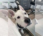 Small #2 American Pit Bull Terrier Mix