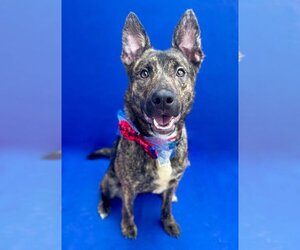 Dutch Shepherd -Unknown Mix Dogs for adoption in Forestville, MD, USA