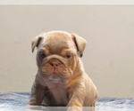 Small #3 English Bulldog