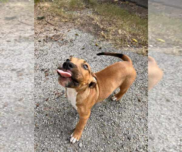 Medium Photo #2 American Pit Bull Terrier-Unknown Mix Puppy For Sale in FRAMINGHAM, MA, USA