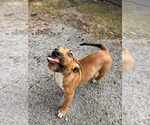 Small #1 American Pit Bull Terrier Mix
