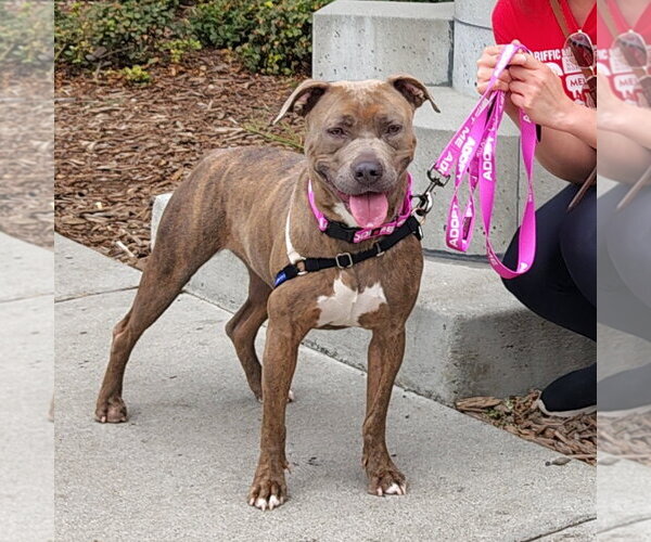 Medium Photo #4 American Pit Bull Terrier-Unknown Mix Puppy For Sale in San Jose, CA, USA