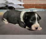 Puppy Zig Zig Border Collie-Papillon Mix