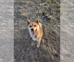 Small #1 Shiba Inu