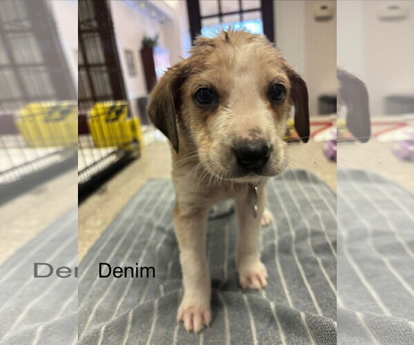 Medium Photo #1 Beagle-Unknown Mix Puppy For Sale in Holly Springs, NC, USA