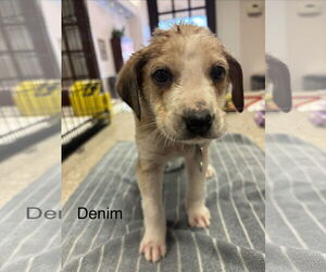 Beagle Mix Dog for Adoption in Holly Springs, North Carolina USA