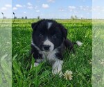 Small Photo #174 Border Collie Puppy For Sale in NORBORNE, MO, USA