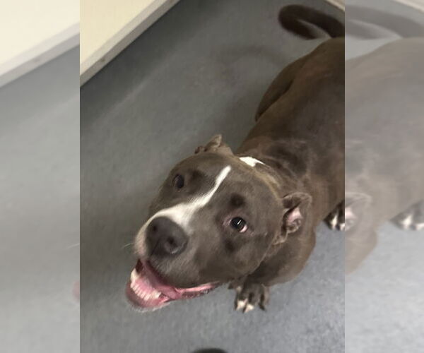 Medium Photo #2 American Pit Bull Terrier Puppy For Sale in Glen Allen, VA, USA