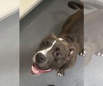 Small #1 American Pit Bull Terrier