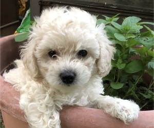 Bichpoo Puppy for Sale in COYLE, Oklahoma USA