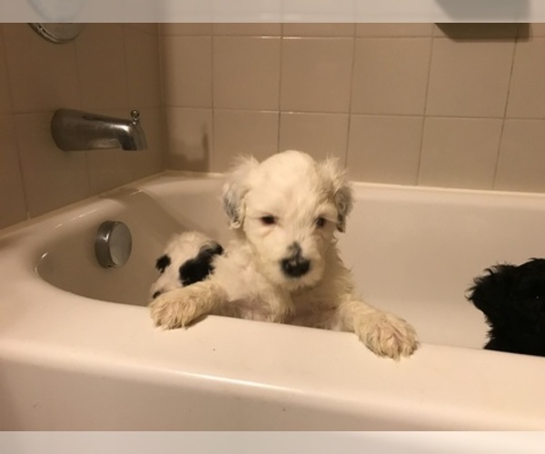Medium Photo #3 Portuguese Water Dog Puppy For Sale in BALDWIN, KS, USA