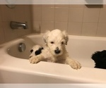 Small Photo #3 Portuguese Water Dog Puppy For Sale in BALDWIN, KS, USA