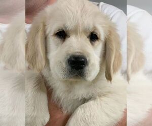 Golden Retriever Puppy for sale in MESA, AZ, USA