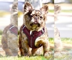 Small Photo #1 French Bulldog Puppy For Sale in BOSTON, MA, USA
