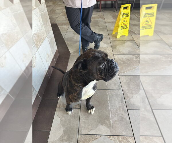 Medium Photo #2 Bullmastiff Puppy For Sale in Oak Bluffs, MA, USA