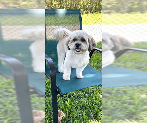Medium Photo #3 Shih Tzu-Unknown Mix Puppy For Sale in Weston, FL, USA