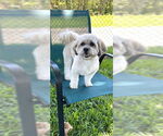 Small #2 Shih Tzu Mix