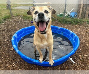 LEWIS - Male German Shepherd Dog-Unknown Mix Dog for Adoption - Photo #4