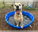 Small #3 German Shepherd Dog Mix