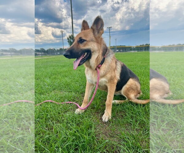 Medium Photo #2 German Shepherd Dog Puppy For Sale in Monticello, MS, USA