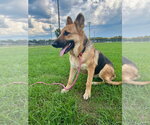 Small #1 German Shepherd Dog