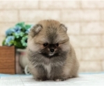 Small Photo #7 Pomeranian Puppy For Sale in MIAMI, FL, USA